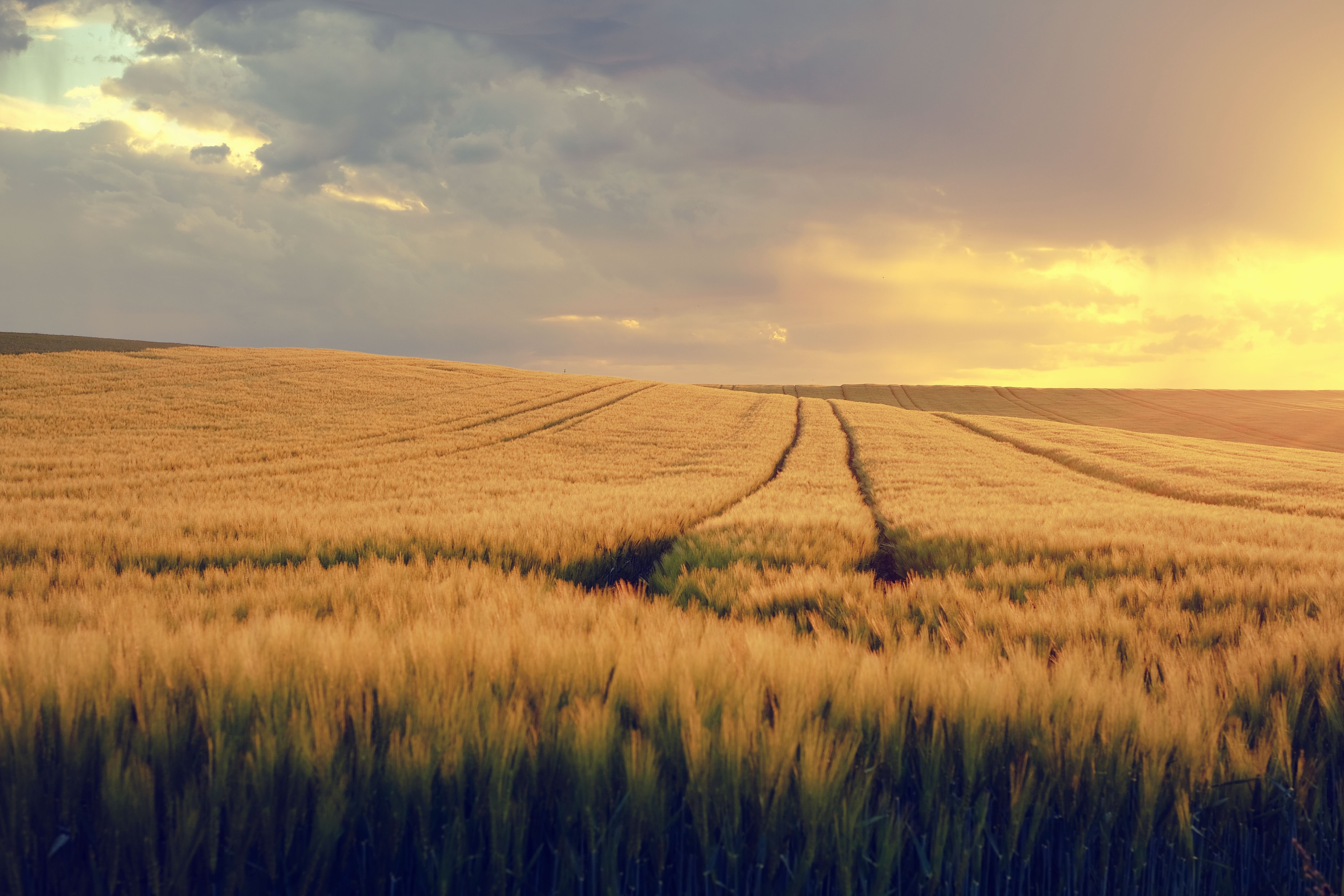 Campo y producción agropecuaria